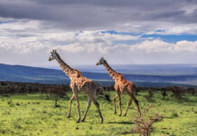Akagera National Park ( Rwanda Wildlife Safaris)