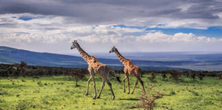 Akagera National Park ( Rwanda Wildlife Safaris)