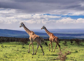 Akagera National Park ( Rwanda Wildlife Safaris)