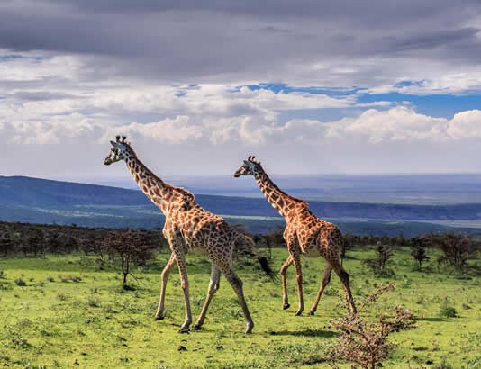 Akagera National Park ( Rwanda Wildlife Safaris)