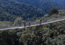 Nyungwe National Park