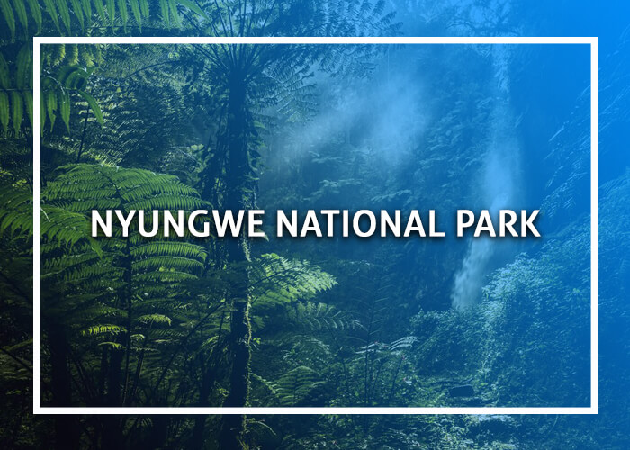 Nyungwe National Park